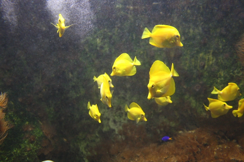 fleur1336.JPG - 1600 iso 40D pas mal hein :)