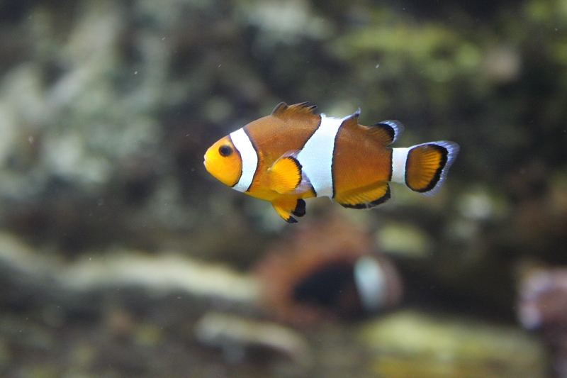 fleur1357.JPG - 1600 iso 40D pas mal hein :)