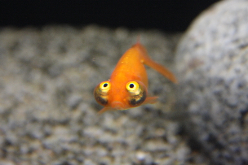 jose110.JPG - ca coute les yeux xe la tête