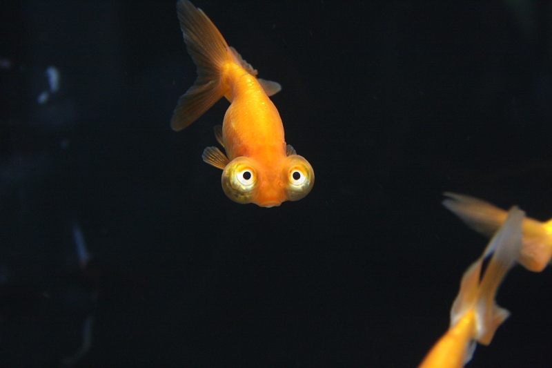 jose114.JPG - j'en ai les larmes aux yeux