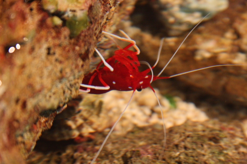 jose356.JPG - la reflextion de l'eau du dessus a posé de vrai problèmes pour ces photos.