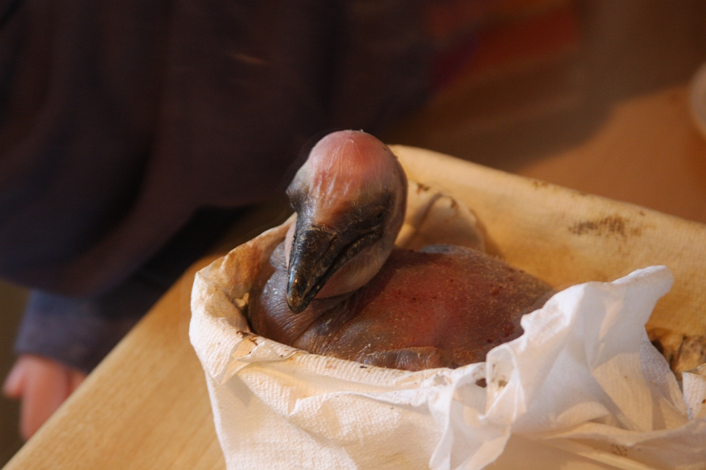 IMG_1074.JPG - derière une vitre