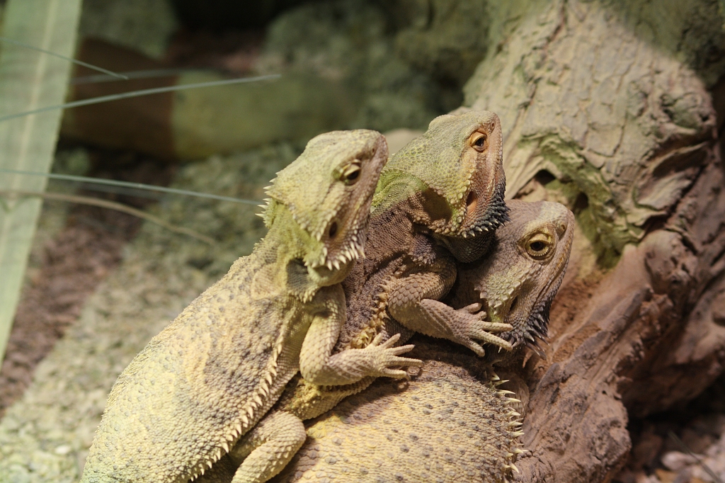 para2804081031.JPG - Triplés ?