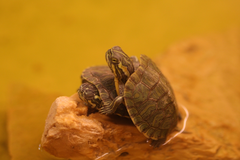 para2804081110.JPG - Minuscules