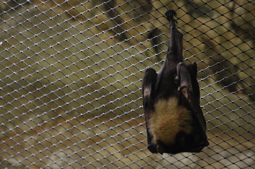 para280408183.JPG - il a fallut un Pied ! 1600 iso et sans flash , vola une photo faite dans le noir. Après de multiples essais ENFIN !