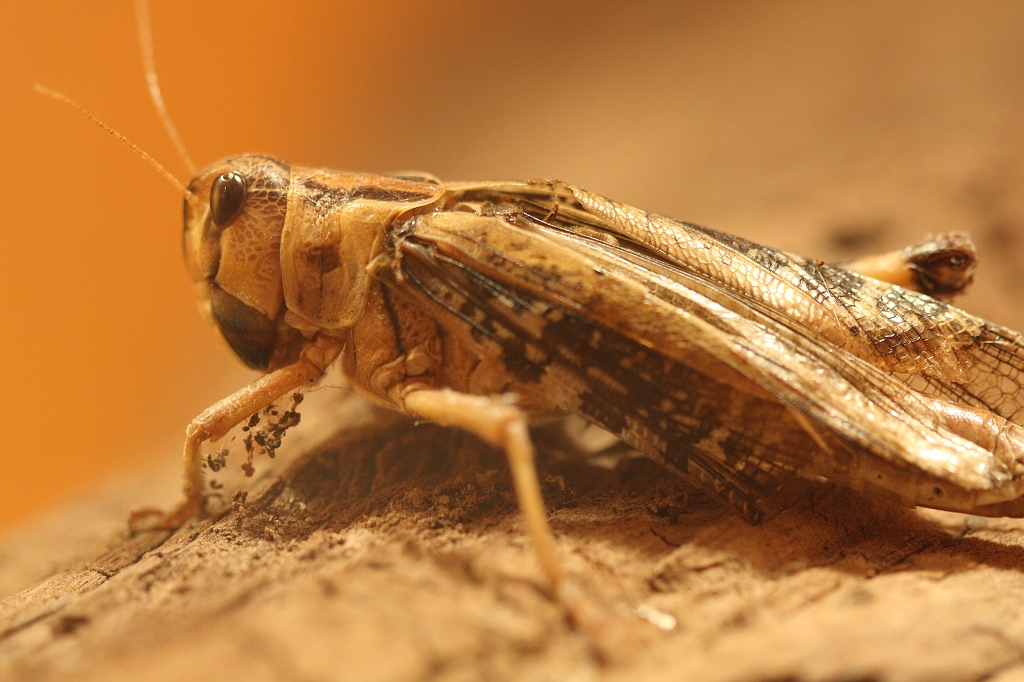 para280408270.JPG - à manger pour la tarentule ! heuresement que je ne suis pas passé après son repas, j'aurai raté ce criquet :)
