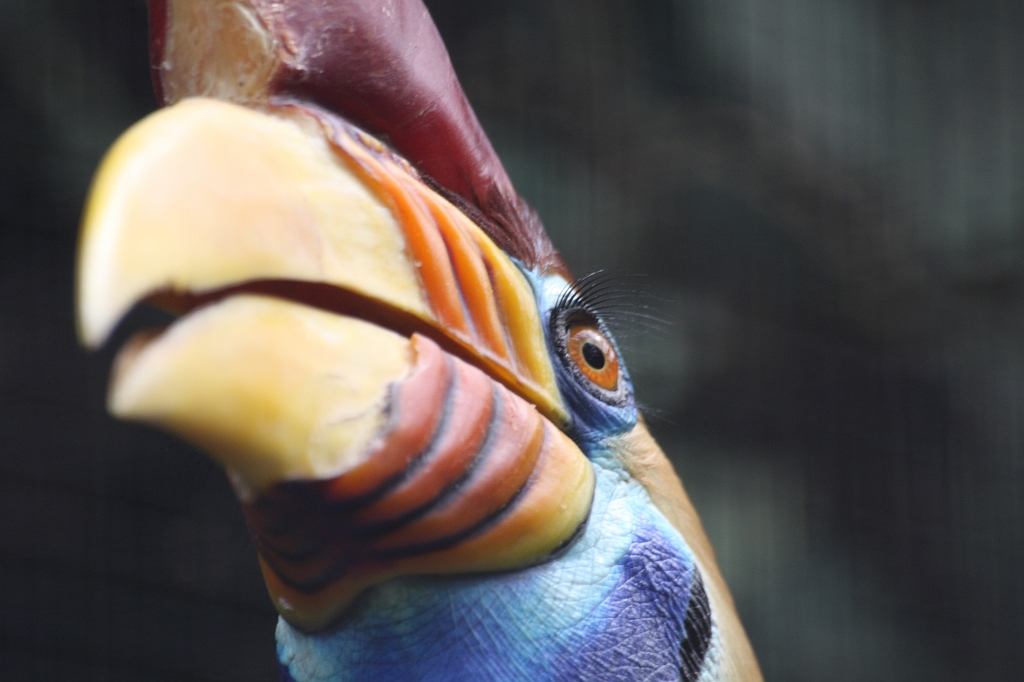 para280408601.JPG - en agrandissant ses yeux on voit des cils et des yeux incroyablement humains. On dirait un animal mis en couleur! fantastique.