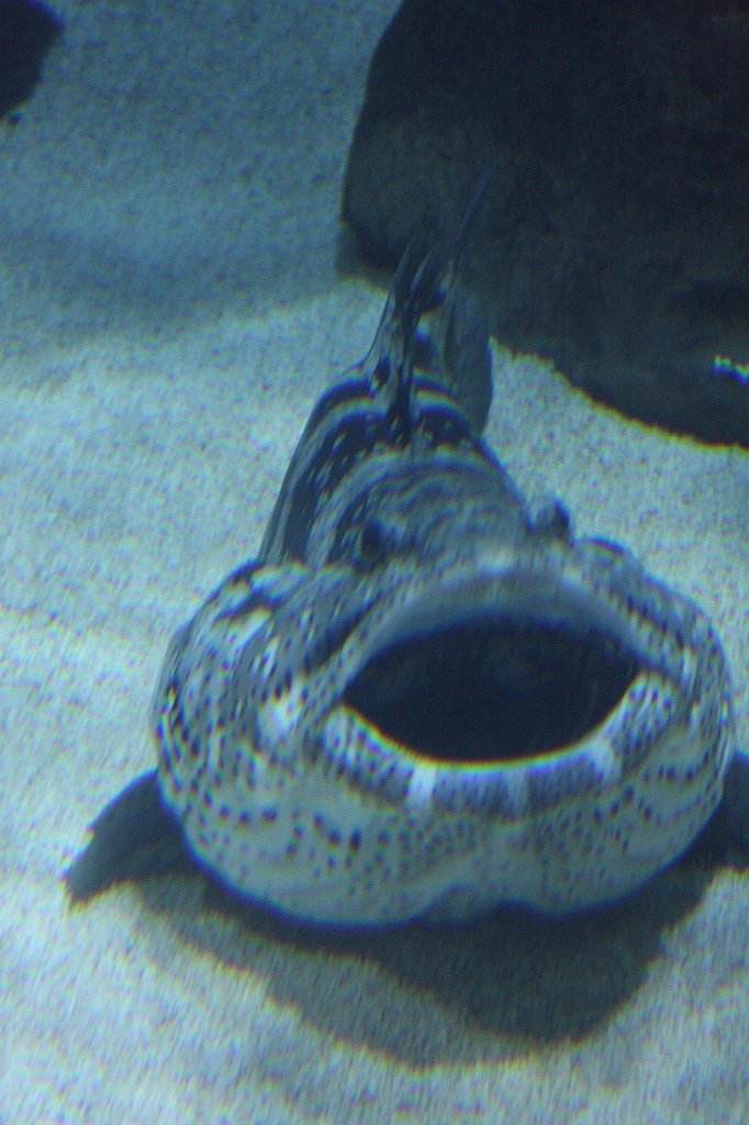 para28040869.JPG - la grenouille qui veut se faire plus grosse que le boeuf ?