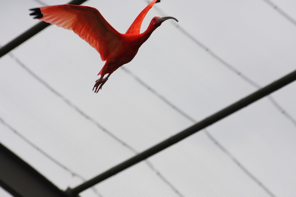 para280408705.JPG - il n'y a pas que les flamants roses qui mangent des crevettes roses...