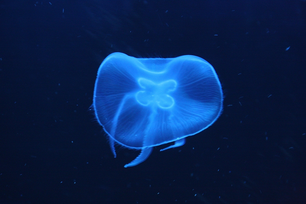 para28040885.JPG - Alors la je suis content de ces photos de méduse, très difficiles à faire.